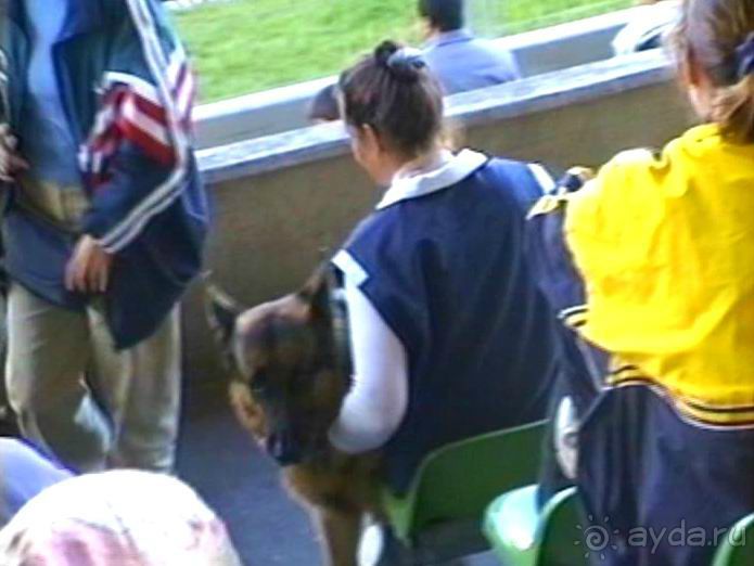 Зигер в Ульме