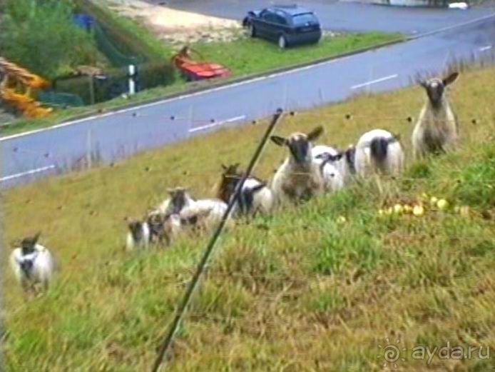 Зигер в Ульме