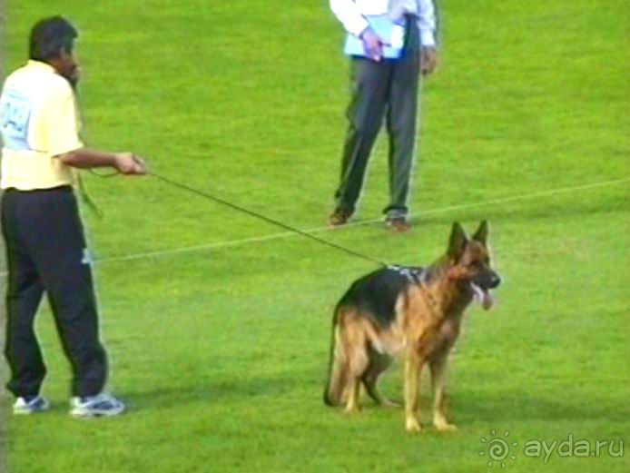 Зигер в Ульме