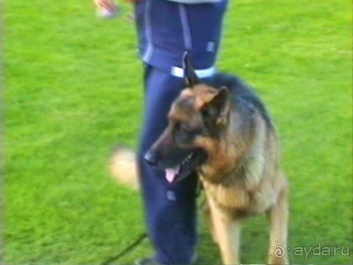 Зигер в Ульме