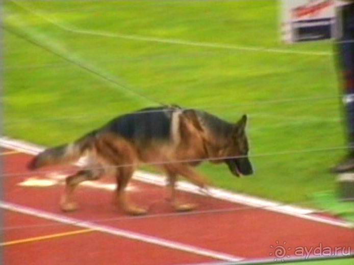 Зигер в Ульме