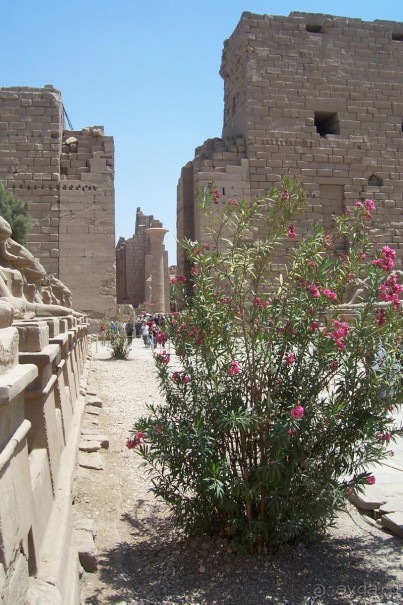 Египет часть 3: Луксор и восточный берег Нила