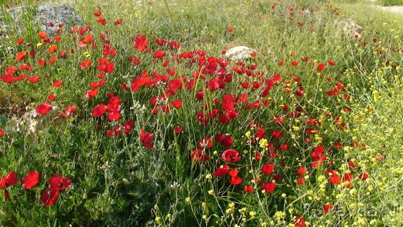 По следам Древних Цивилизаций в Турции: Памуккале 