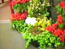 Впервые в Амстердаме