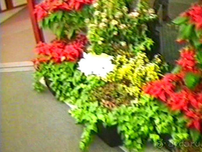 Впервые в Амстердаме