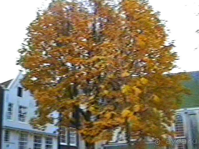 Впервые в Амстердаме