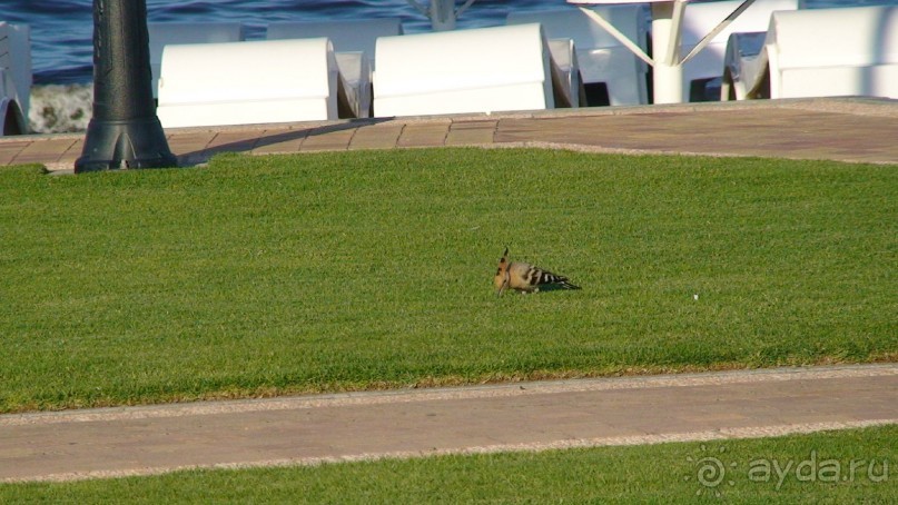 Эмираты в декабре: часть 7 - Фуджейра и Дибба Аль-Хисн