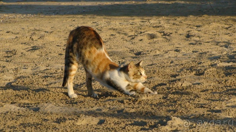 Эмираты в декабре: часть 7 - Фуджейра и Дибба Аль-Хисн