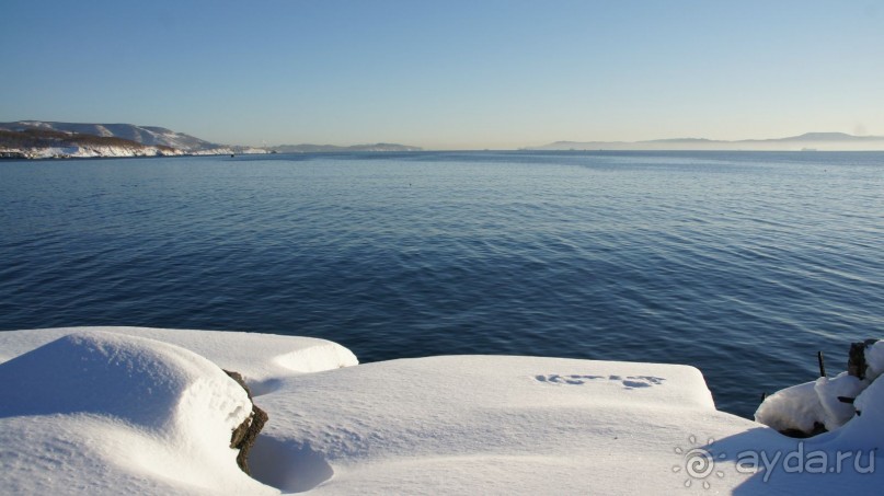 Сивучи в Петропавловске!