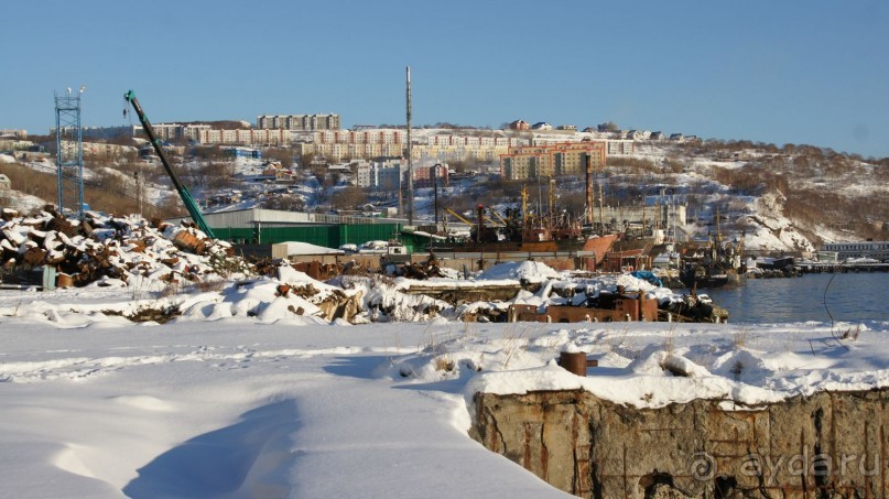 Сивучи в Петропавловске!