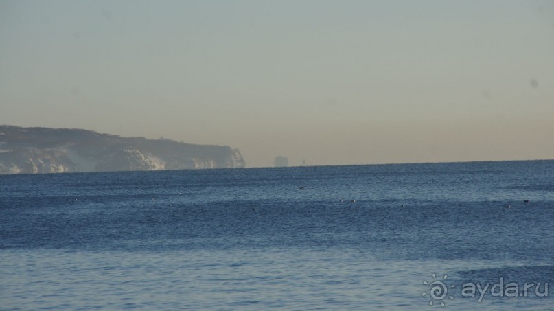 Сивучи в Петропавловске!
