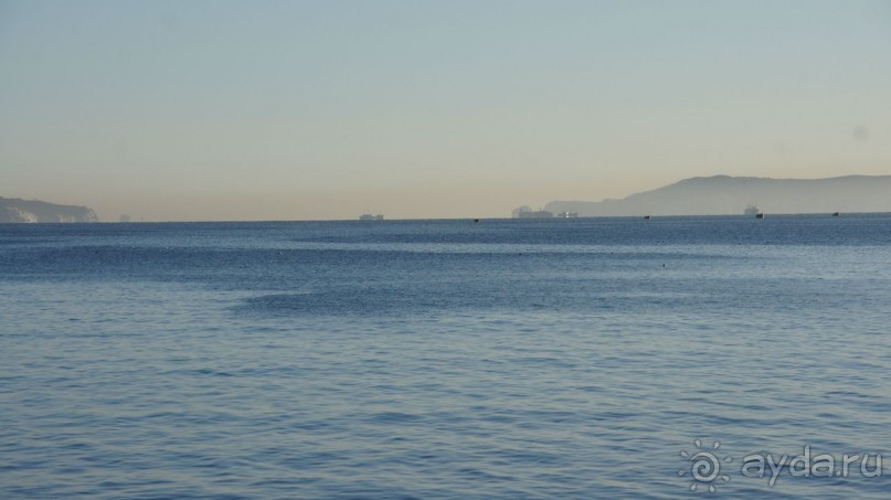 Сивучи в Петропавловске!