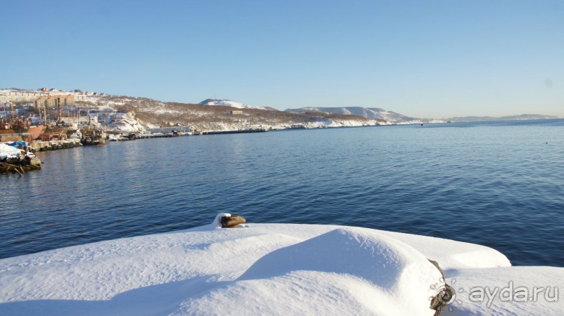 Сивучи в Петропавловске!