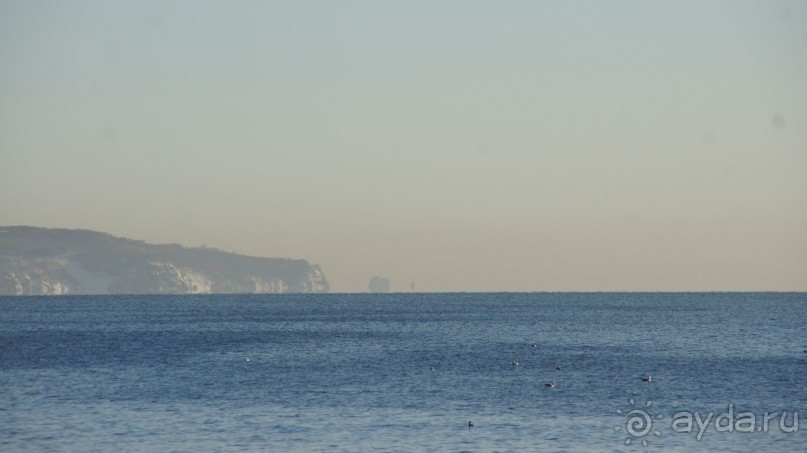 Сивучи в Петропавловске!