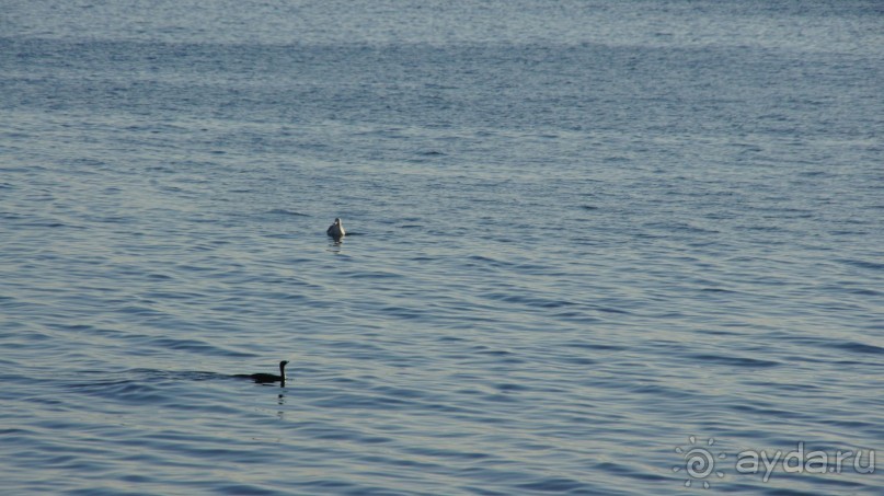 Сивучи в Петропавловске!