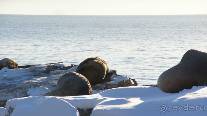Сивучи в Петропавловске!