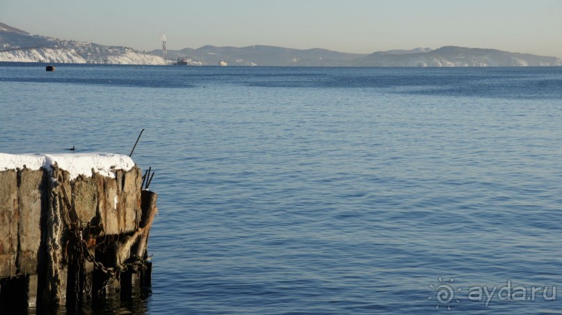 Сивучи в Петропавловске!