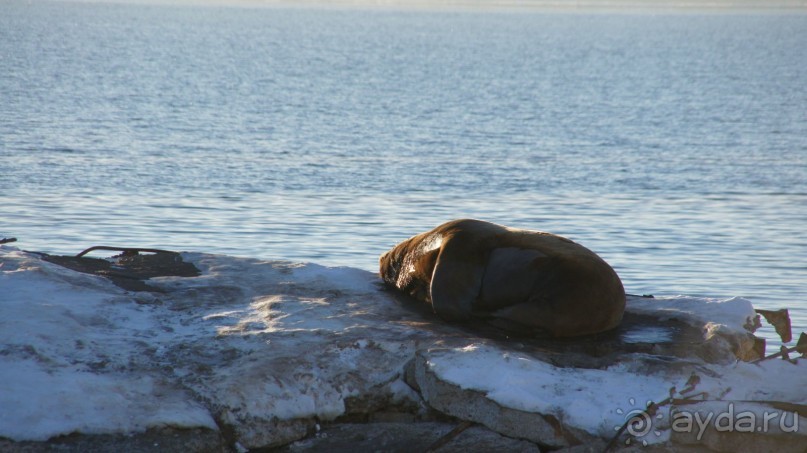 Сивучи в Петропавловске!