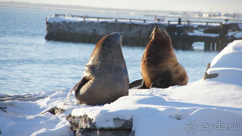 Сивучи в Петропавловске!