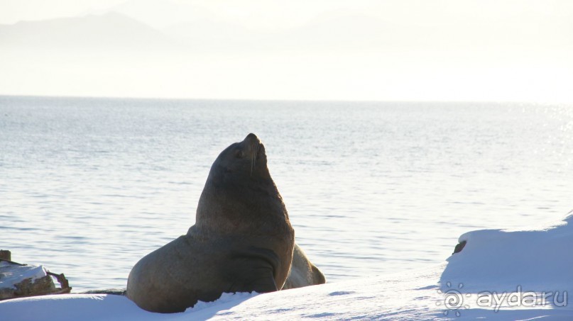 Сивучи в Петропавловске!