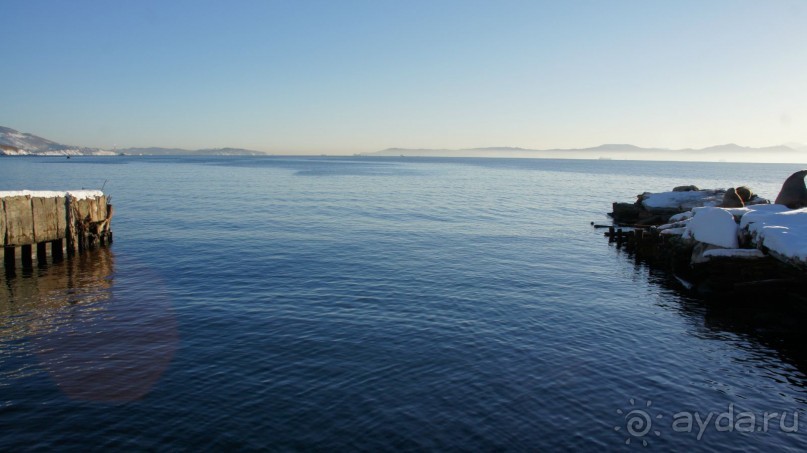 Сивучи в Петропавловске!