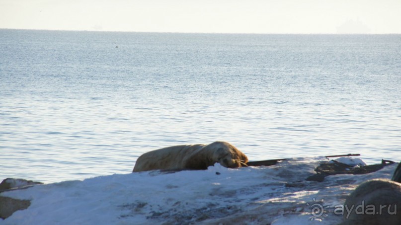 Сивучи в Петропавловске!