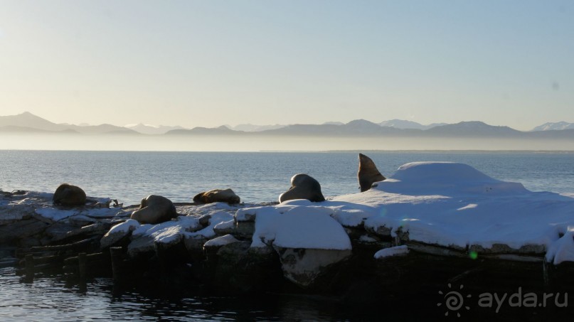 Сивучи в Петропавловске!