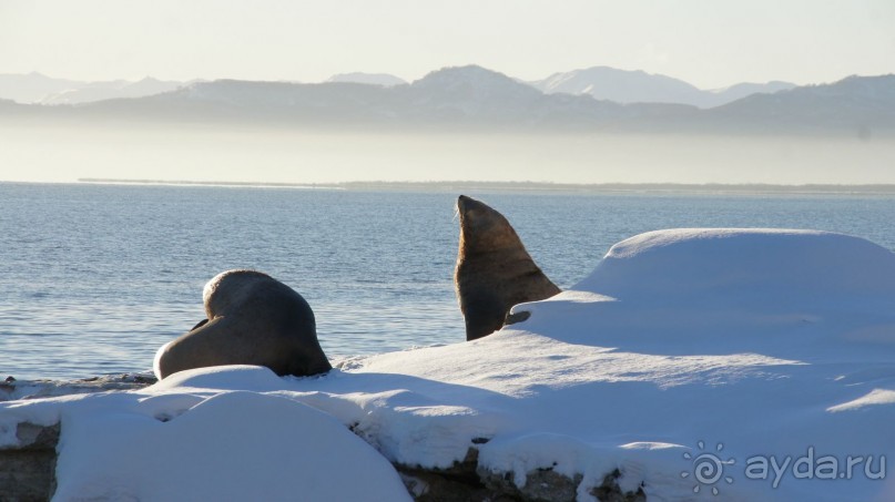 Сивучи в Петропавловске!