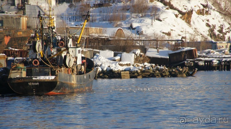 Сивучи в Петропавловске!
