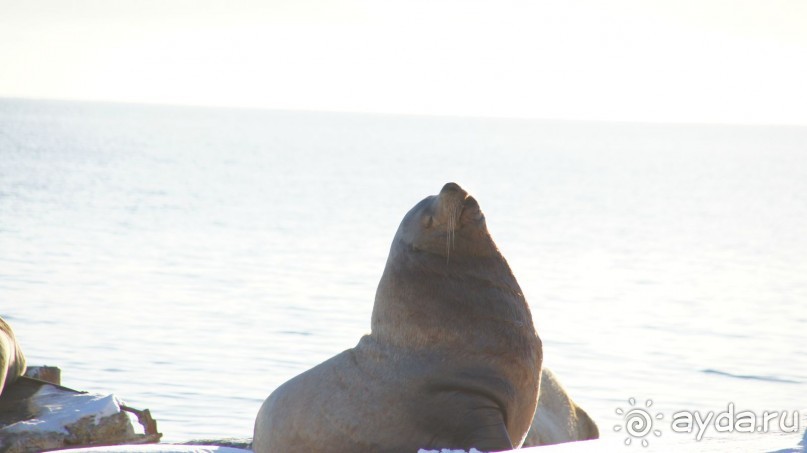 Сивучи в Петропавловске!