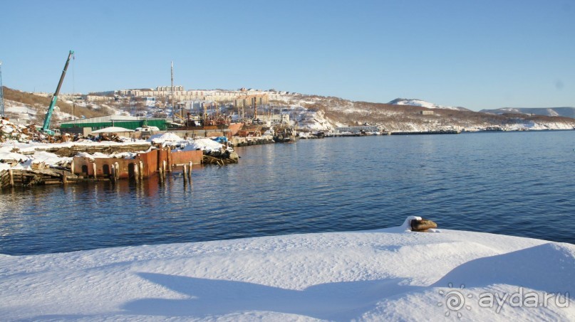 Сивучи в Петропавловске!
