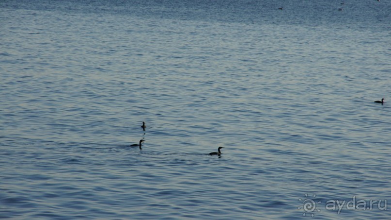 Сивучи в Петропавловске!