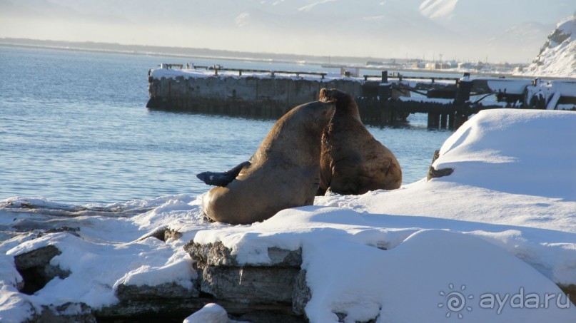 Сивучи в Петропавловске!