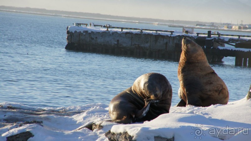 Сивучи в Петропавловске!