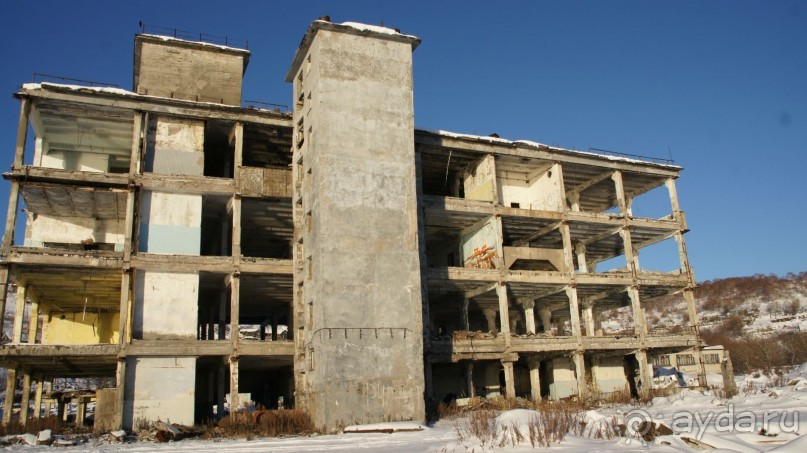 Сивучи в Петропавловске!