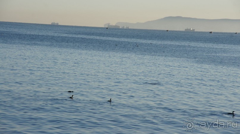 Сивучи в Петропавловске!