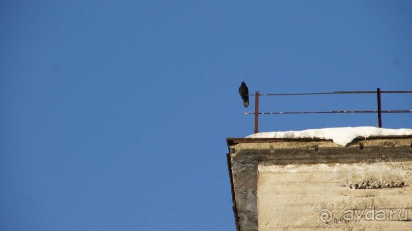 Сивучи в Петропавловске!