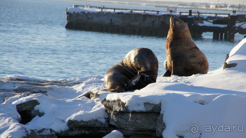 Сивучи в Петропавловске!