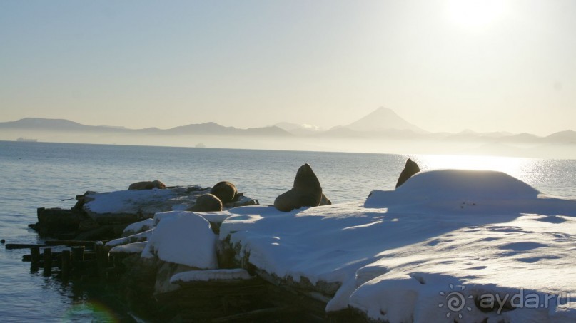 Сивучи в Петропавловске!