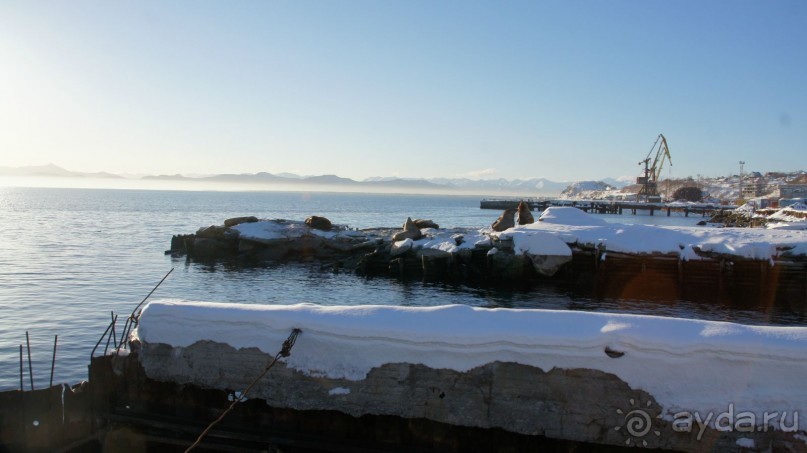 Сивучи в Петропавловске!