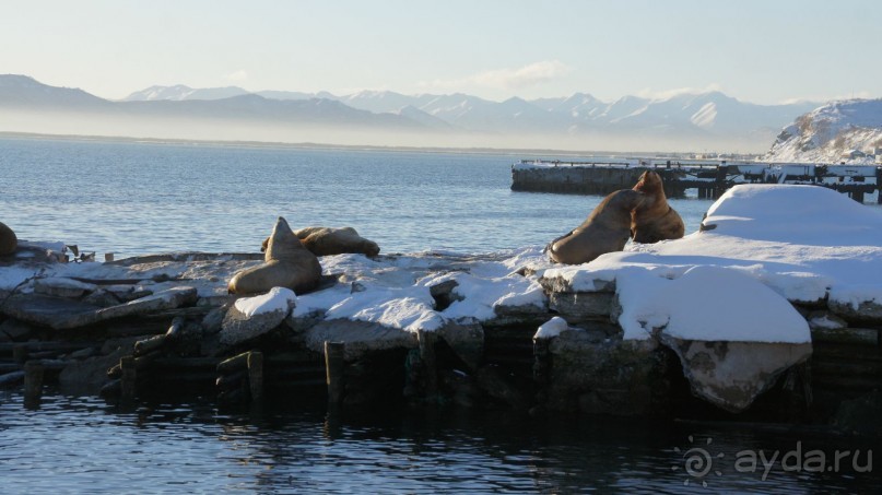 Сивучи в Петропавловске!