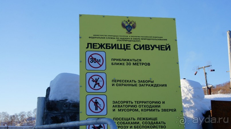 Сивучи в Петропавловске!