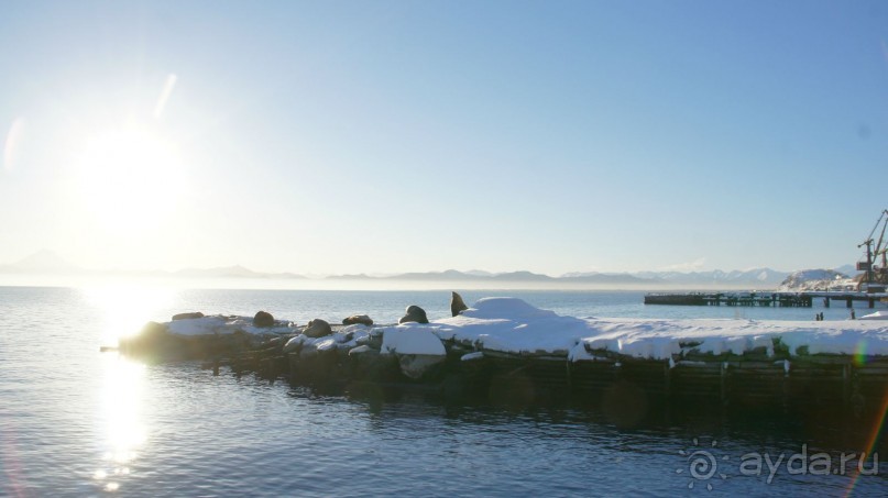 Сивучи в Петропавловске!