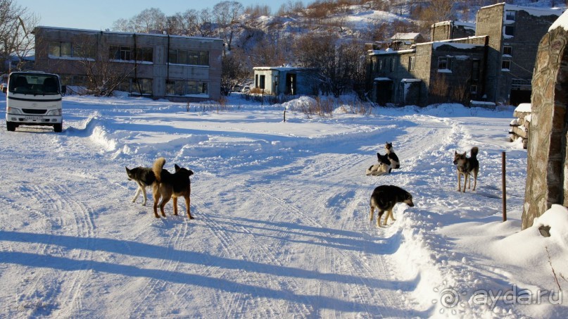 Сивучи в Петропавловске!