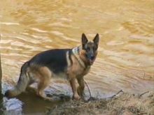 Поездка в Германию на автомобиле с немецкой овчаркой. Часть 9. Дрезден.