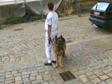 Поездка в Германию на автомобиле с немецкой овчаркой. Часть 9. Дрезден.