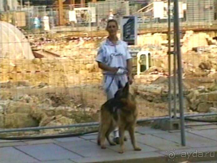 Поездка в Германию на автомобиле с немецкой овчаркой. Часть 9. Дрезден.