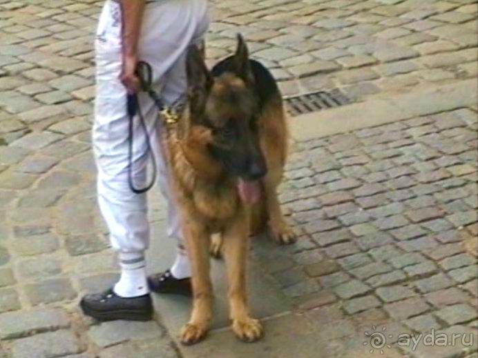 Поездка в Германию на автомобиле с немецкой овчаркой. Часть 9. Дрезден.