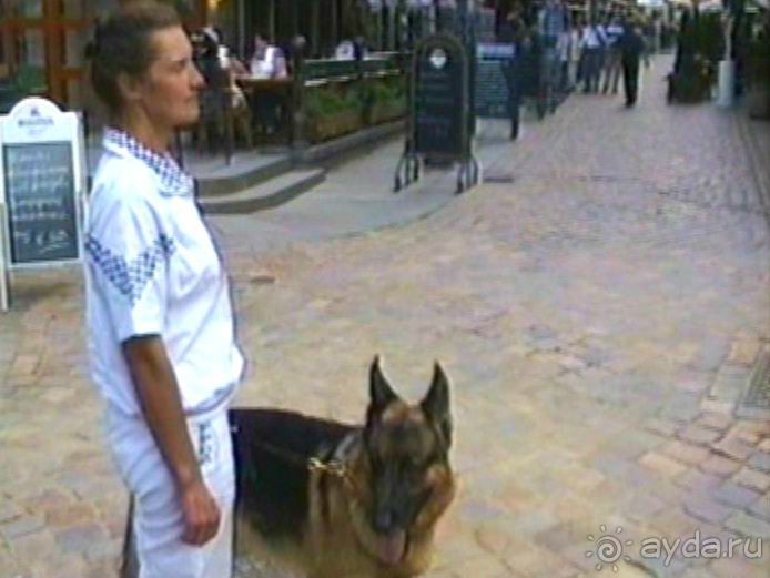 Поездка в Германию на автомобиле с немецкой овчаркой. Часть 9. Дрезден.