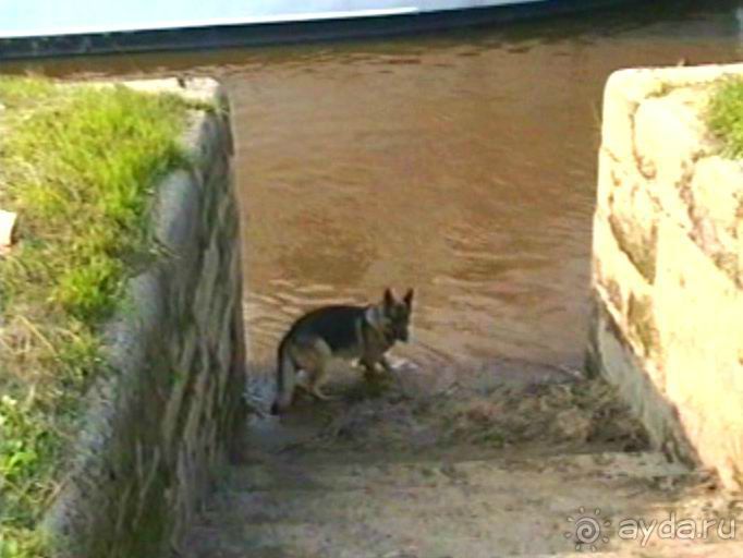 Поездка в Германию на автомобиле с немецкой овчаркой. Часть 9. Дрезден.